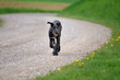 heranlaufender Deerhoundwelpe