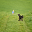 Foto: Junge mit Deerhound Junge mit Deerhound