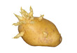 An old, sprouting potato, isolated on white