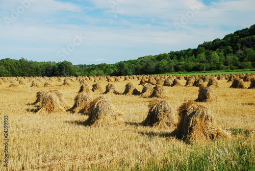 Photo: wheat field wheat field