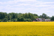Rapeseed field and pink plant
