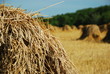 wheat field