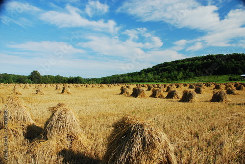 Photo: wheat field wheat field