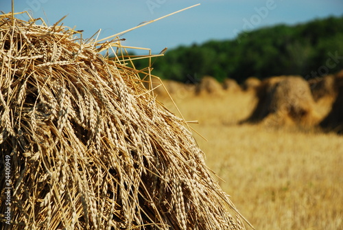 Photo: wheat field wheat field