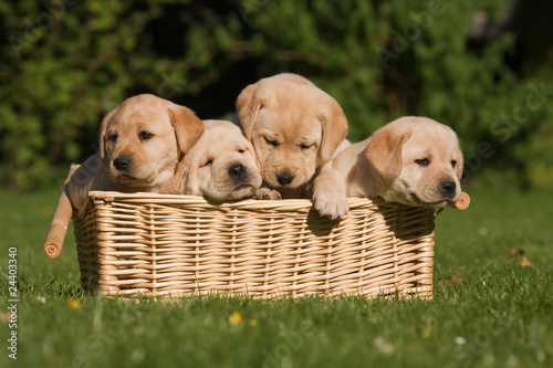 Photo: Labrador-Welpen im Korb Labrador-Welpen im Korb