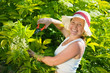 senior woman cutting  cornus