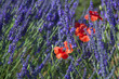 lavanda