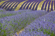 lavanda
