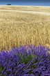 lavanda