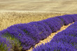 lavanda