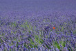 lavanda