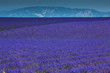 lavanda
