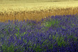 lavanda