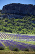 lavanda