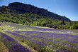 lavanda