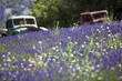 lavanda
