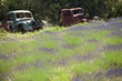lavanda