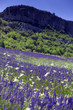 lavanda