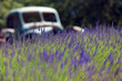 lavanda