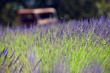 lavanda