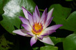 water lily