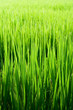 Rice seedlings in the field