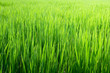 Rice seedlings in the field