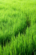 Curves in rice fields