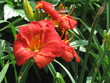 fleurs fleurs