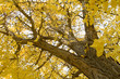 Gingko