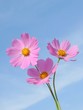 Three flowers on a background of a beautiful space of the sky.