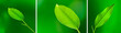 leaves Collection