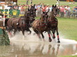 Photo: 4 Braune im Wasser 4 Braune im Wasser