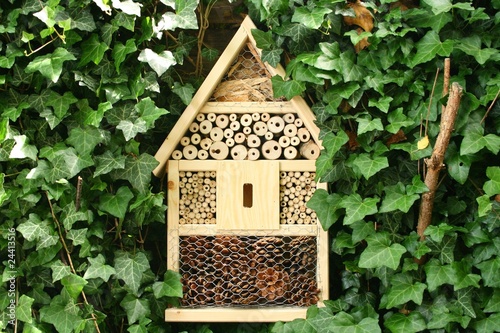 Foto: Insektenhotel in Efeu Insektenhotel in Efeu