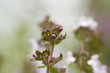 Echter Thymian (Thymus vulgaris)