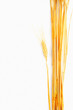 Wheat isolated on white