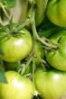 green tomatoes