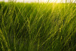 Grass fields in the sun back lighting Grass fields in the sun back lighting