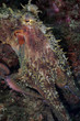 polpo