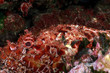 scorfano