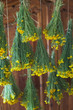 Cota, Thelesperma gracile, also known as Navajo or Hopi Tea Cota, Thelesperma gracile, also known as Navajo or Hopi Tea
