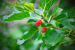 Mulberry berries ripen on a tree Mulberry berries ripen on a tree