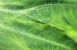 Green leafy texture Green leafy texture