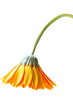 Bright orange gerbera flower