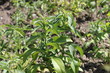 Stevia