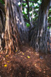Huge jungle tree at Oahu, Hawaii