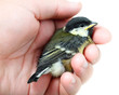 Great Tit, Parus major