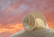 Seashell Sand and Sunset