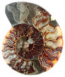 coupe ammonite fossilisée, fond blanc