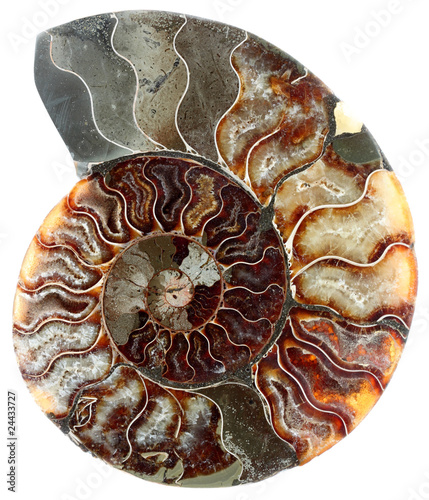 Photo: coupe ammonite fossilisée, fond blanc coupe ammonite fossilisée, fond blanc